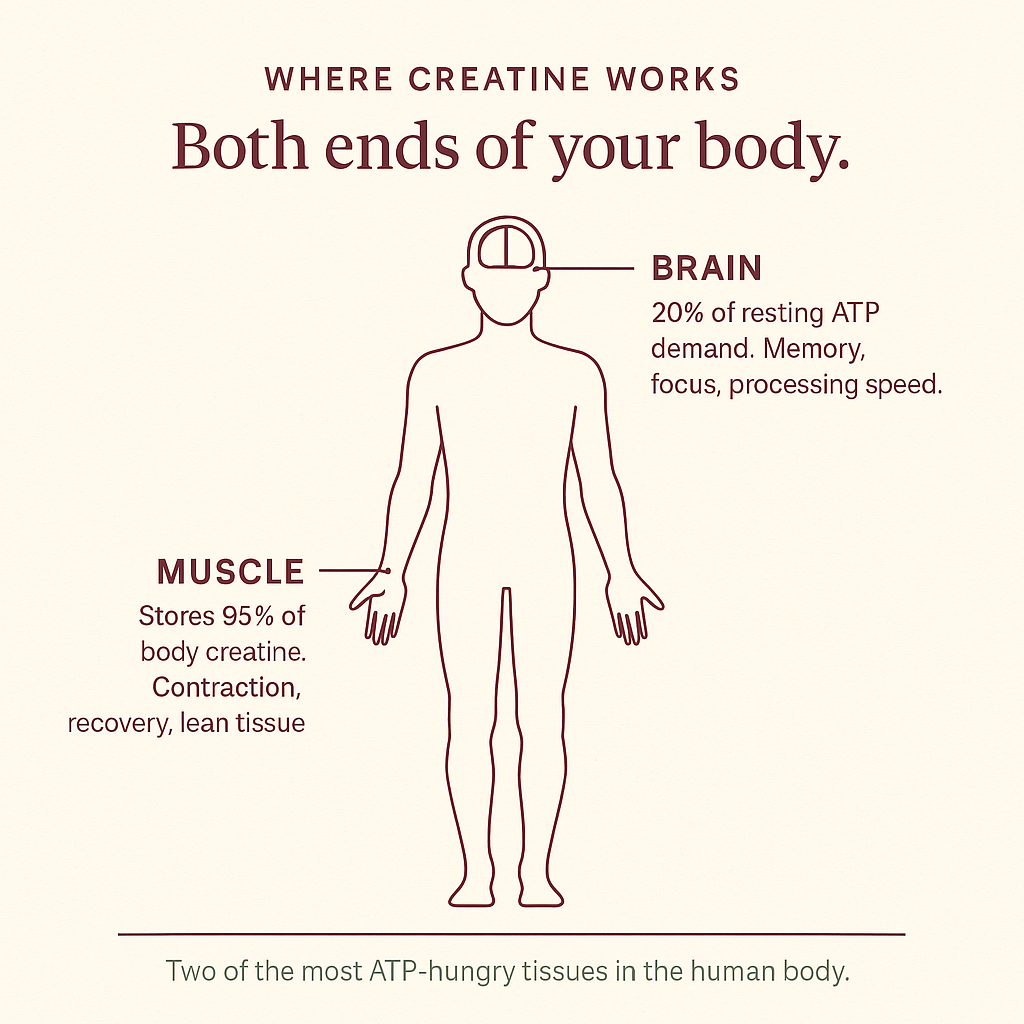Brain and muscle ATP demand — anatomical illustration